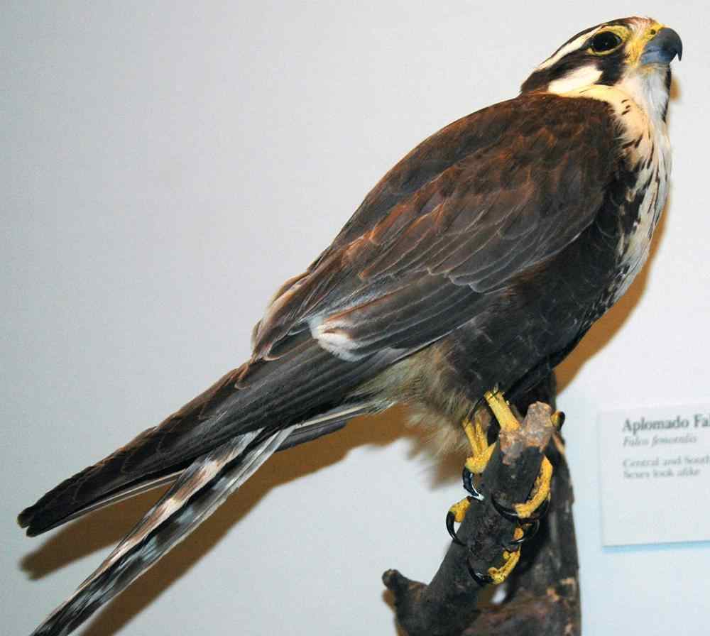 The Aplomado Falcon [ Pictures for Easy Identification] - Birders
