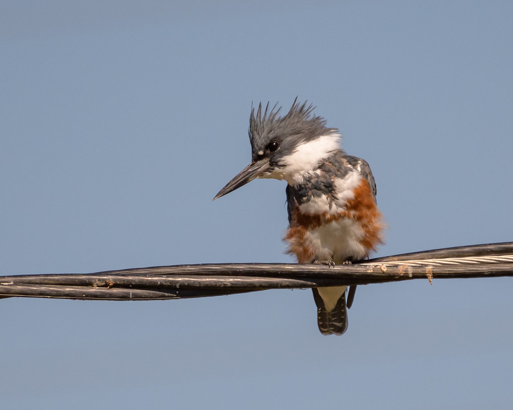 The Belted Kingfisher [ Pictures for Easy Identification] - Birders