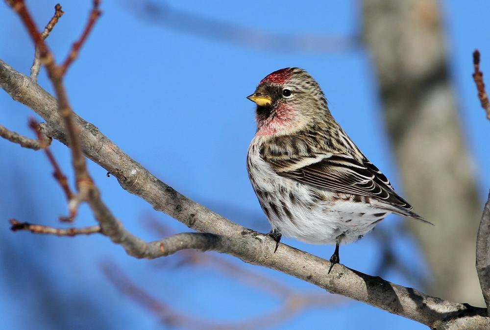 The Common Redpoll [ Pictures for Easy Identification] - Birders