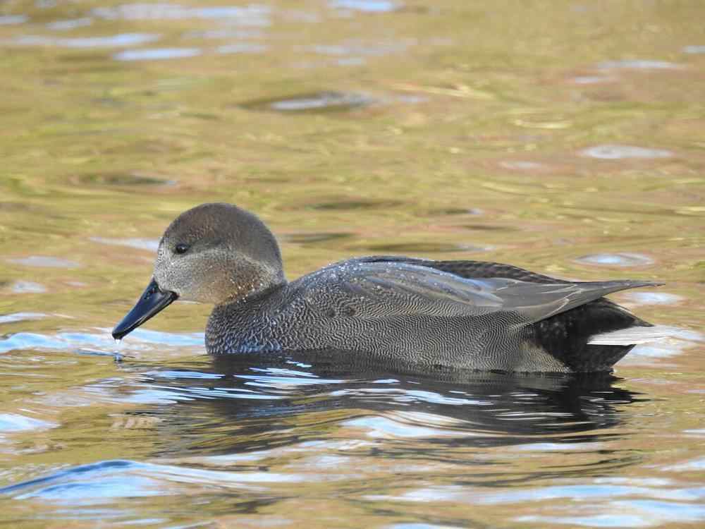 The Gadwall [ Pictures for Easy Identification] - Birders