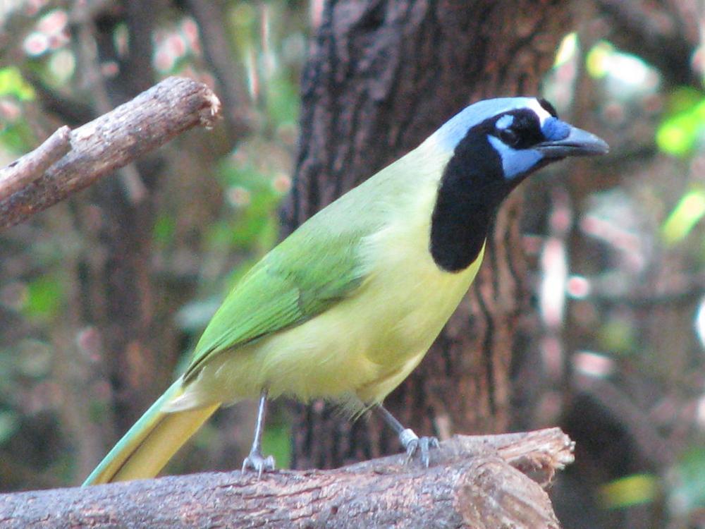 The Green Jay [ Pictures for Easy Identification] - Birders