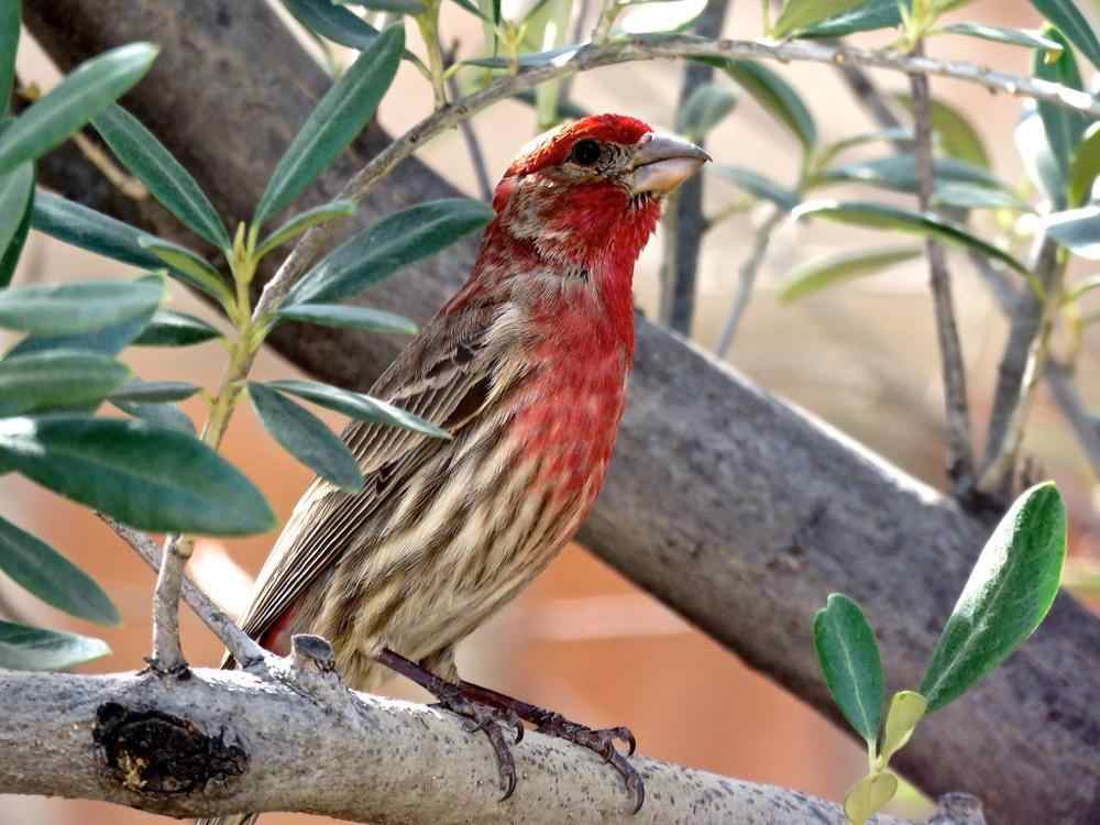 The House Finch [ Pictures for Easy Identification] - Birders