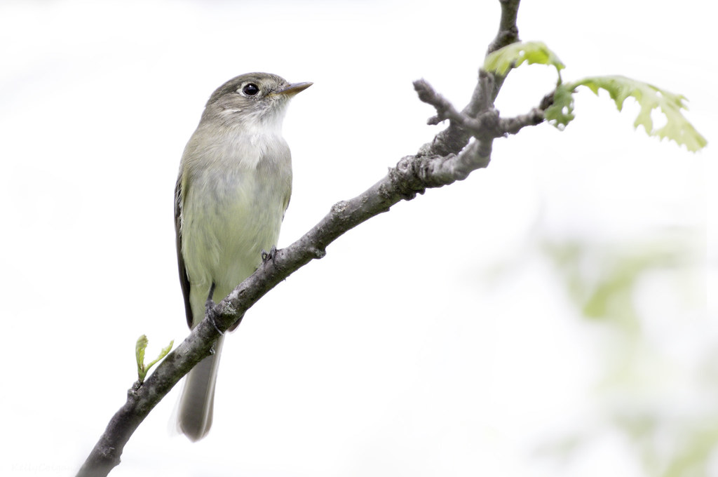 The Least Flycatcher [ Pictures for Easy Identification] - Birders